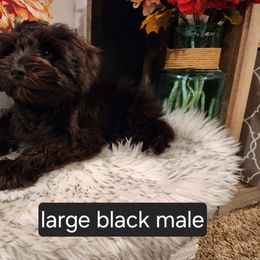 Miniature Schnauzer Puppies from J&L Floppy Eared Schnauzers