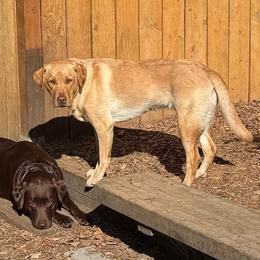 Lake - Yellow female Labrador Retriever puppy in Tigard, Oregon from Morrison Labrador Retreivers