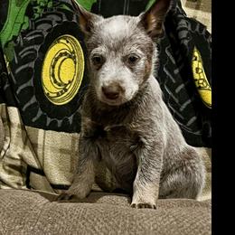 Copper - Red mottled male Australian Cattle Dog puppy in Floyd, Virginia from Southern Charm Heelers