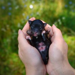 Companion Cross, Havanese, Mal-Shi, Maltese, Maltipoo, Morkie, and Shih Tzu Puppies from Seeking Shalom Acres Maltese, Maltipoos & Havamalts