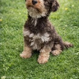 Hazelnut - Yorkshire Terrier