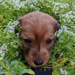 Dachshund Puppies from Az's B&B Doxies