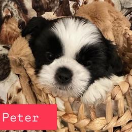 Peter - Black and white male Shih Tzu puppy in Cordova, Tennessee from TrueLine kennels