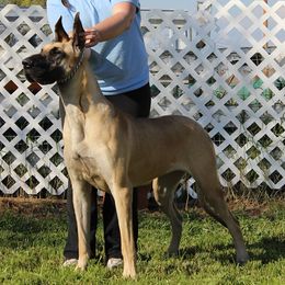 Dalmatians and Great Danes from JGD Great Danes & JGD Fyrehouse Dals (Fyredals)