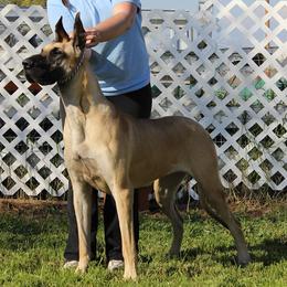 Dalmatians and Great Danes from JGD Great Danes & JGD Fyrehouse Dals (Fyredals)