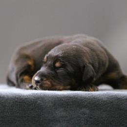 Rhaenys - 5350 - Black and rust female Doberman Pinscher puppy in Rockwall, Texas from Elitehaus