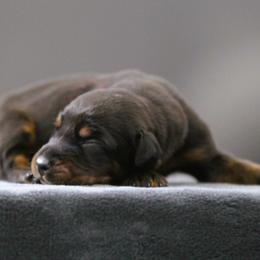 Rhaenys - 5350 - Black and rust female Doberman Pinscher puppy in Rockwall, Texas from Elitehaus