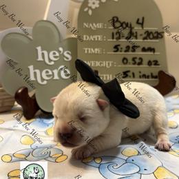 Valentine's Baby Black - White male West Highland White Terrier puppy in Colorado from Busy Bee Westies