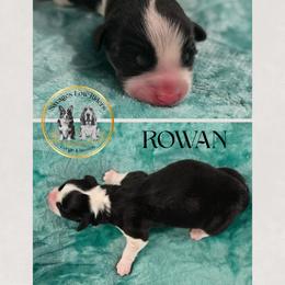 Savage Rowen of Eire - Black and white male Cardigan Welsh Corgi puppy in Plymouth, Iowa from Savages Low riders