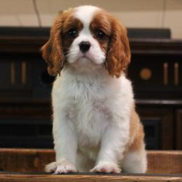 Cavalier King Charles Spaniel Puppies from Ohana Cavaliers