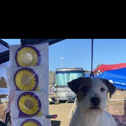 Jonas - Parson Russell Terrier