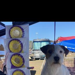 Jonas - Parson Russell Terrier