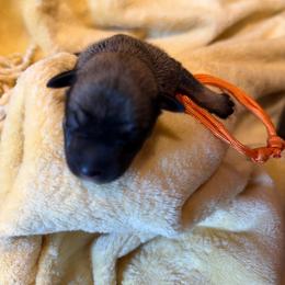 Garfield - Black and silver male Miniature Schnauzer puppy in Bellingham, Washington from Tikilove Farm