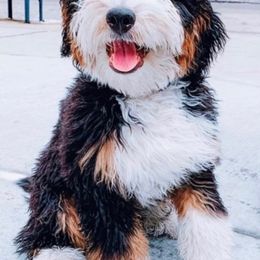 Goldendoodle Puppies from Labradoodleday