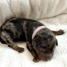 Rosita - Merle female Goldendoodle puppy in Fairwood, Washington from Goldendoodles on the Prairie