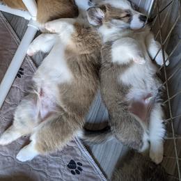 Pembroke Welsh Corgi Puppies from Sunny-Side Corgis