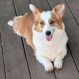 Athena - Pembroke Welsh Corgi