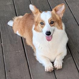 Athena - Pembroke Welsh Corgi