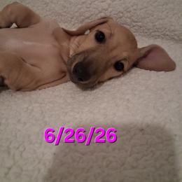 Layla - Cream female Dachshund puppy in Bakersfield, California from Dachshund Love