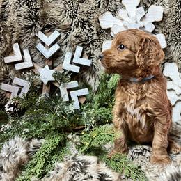 Chambray - Red  male Goldendoodle puppy in Placerville, California from New Dawn Poodles and Doodles