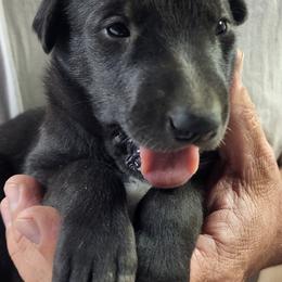 Greyhound and Italian Greyhound Puppies from Supernova Sighthounds