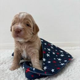 Orange collar - Apricot male Goldendoodle puppy in Surprise, Arizona from AZ Ohana Doodles
