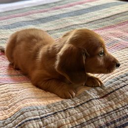 Root Beer Float - Red male Dachshund puppy in Brave, Pennsylvania from Woodland Edge Cattery & Kennel