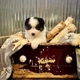 Rita - Black tri-color female Australian Shepherd puppy in Sedalia, Missouri from Affinity Aussies