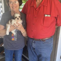 Shih Tzu Puppies from Willow Lane Shih Tzus