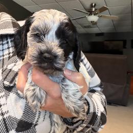 Girl 2 - Black and white female Cockapoo puppy in Joplin, Missouri from Double J Cockapoos
