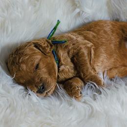 Hammy - Red  male Goldendoodle puppy in Boise, Idaho from Goldendoodle Baby