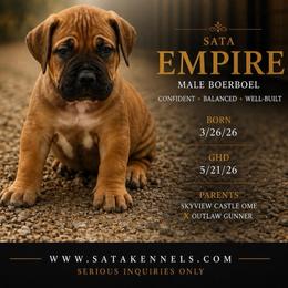 Empire (Peach) - Fawn male Boerboel puppy in Delta, Colorado from SATA Kennels