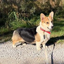 Ballet - Pembroke Welsh Corgi