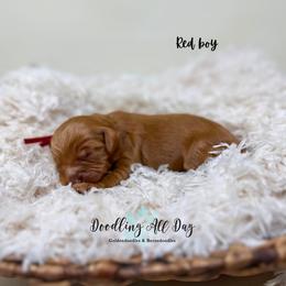 Red boy - Red  male Goldendoodle puppy in Valdese, North Carolina from Doodling All Day Goldendoodles
