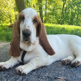 Basset Hounds from Laughery Valley Basset Hounds