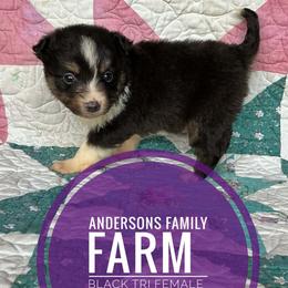 Sweet pea - Black tri female Miniature Australian Shepherd puppy in Kettle Falls, Washington from Ellie's Miniature Australian Shepherds