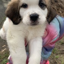 Saint Bernard Puppies from Sara’s Saint Bernards
