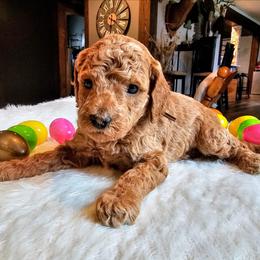 Mater - Red  male Goldendoodle puppy in Forest, Ohio from Mini Doodle Buddies
