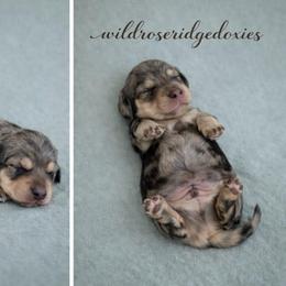 Emmett - Dapple male Dachshund puppy in Alexander, North Dakota from Wild Rose Ridge Doxies