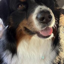 Australian Shepherd All Grown Up from Muckalee Lane Aussies