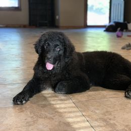 Newfoundland Puppies from Pete’s Newfies