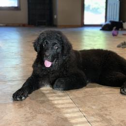 Newfoundland Puppies from Pete’s Newfies