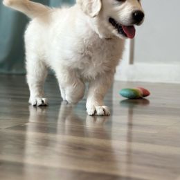 Golden Retriever and Labrador Retriever Puppies from Golden Bundles
