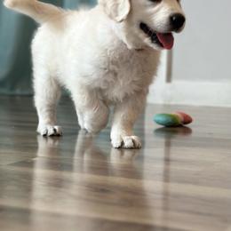 Golden Retriever and Labrador Retriever Puppies from Golden Bundles