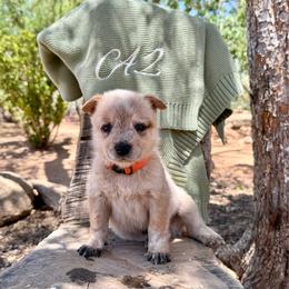 Mr. Oakley (AKC) - Red mottled male Australian Cattle Dog puppy in Sahuarita, Arizona from A2 Australian Cattle Dogs