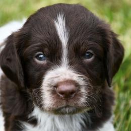 Archie - Liver roan male Brittany puppy in Hollidaysburg, Pennsylvania from Royal Flush Farms