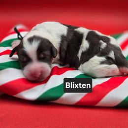 Blixten- Black collar - Grey and white male Bernedoodle puppy in Summerville, South Carolina from Channys Doodles