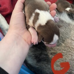 Girl 2 - Siberian Husky puppy in Edinburg, Virginia from Mountain River Huskies