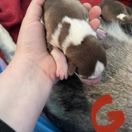 Girl 2 - Siberian Husky puppy in Edinburg, Virginia from Mountain River Huskies