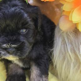 Wasabi - Black and silver male Miniature Schnauzer puppy in Hertford, North Carolina from Little Bug Schnauzers